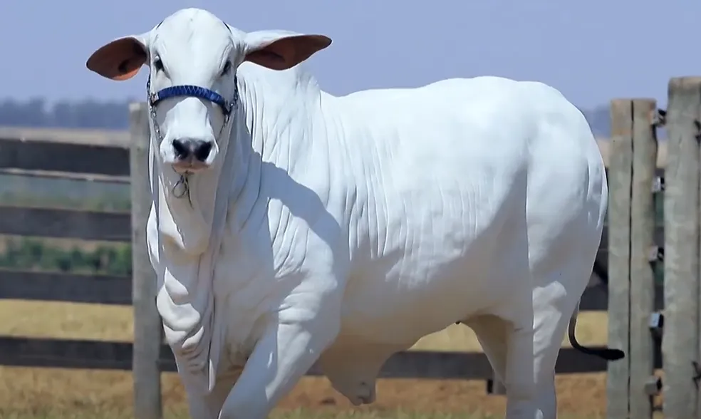 Curiosidade Voc Conhece As Cinco Vacas Mais Caras Do Brasil