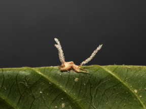 {{brizy_dc_image_alt entityId=