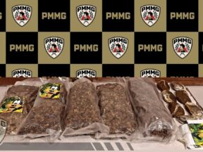 {{brizy_dc_image_alt entityId=