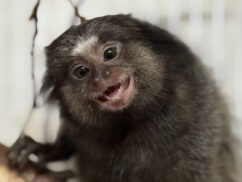 {{brizy_dc_image_alt entityId=