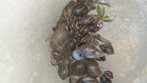 Caramujos africanos encontrados no quintal de uma casa no bairro Estrelas em 2015.