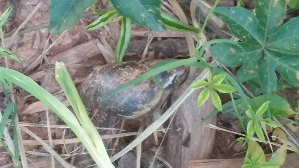 Foto retirada por Marcia Magalhães em eu quintal.