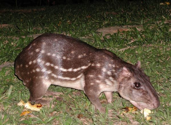 A paca é um roedor de tamanho médio que vive nas regiões tropicais e sub-tropicais, do Sudeste do México ao Sul do Brasil. sua carne é muito apreciada por caçadores por ser macia e de pouca gordura.
