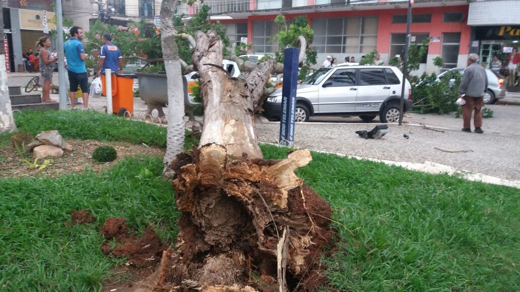 ÁRVORE DE GRANDE PORTE CAÍ EM CIMA DE CARROS NA PRAÇA DA PREFEITURA EM VIÇOSA
