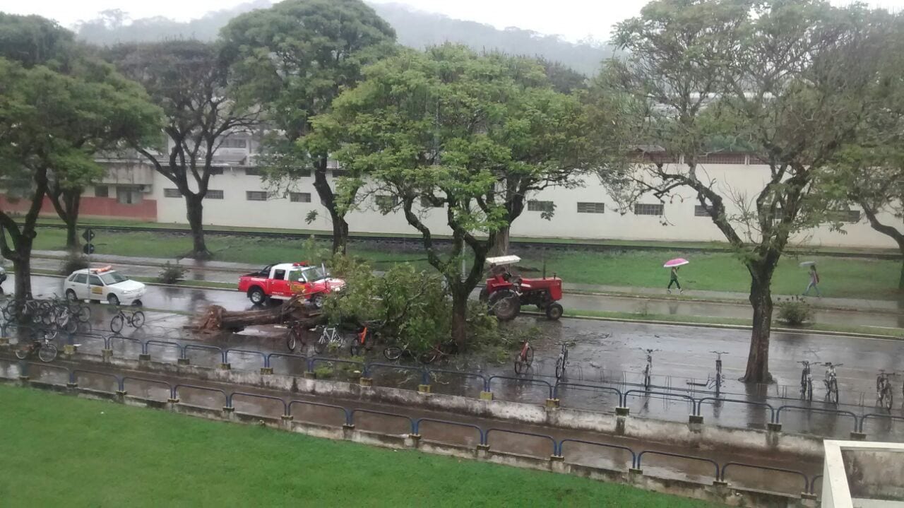 ÁRVORE DESABA NO CAMPUS DA UFV E ATINGE BICICLETAS ESTACIONADAS NO PVB