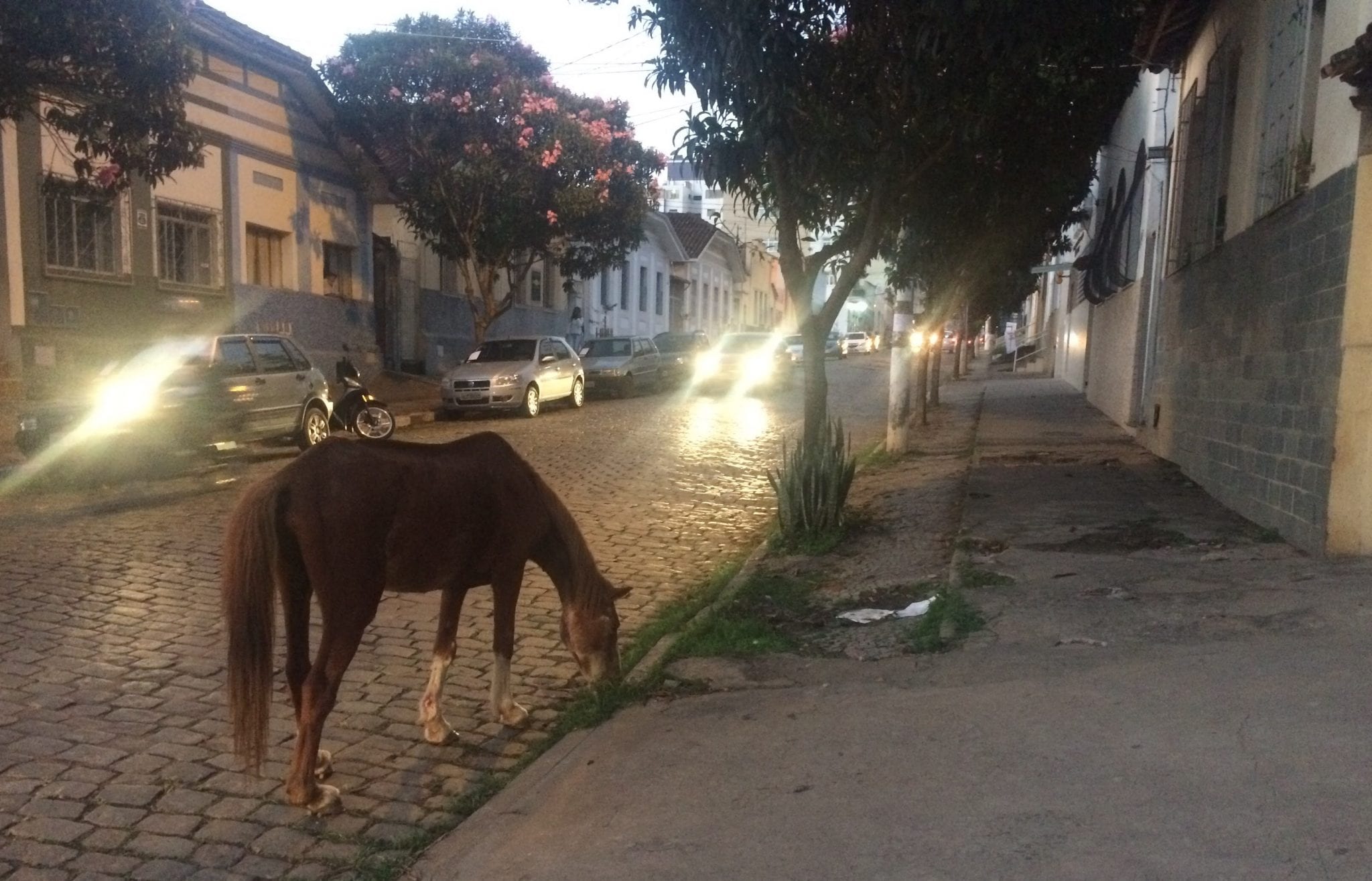 PREFEITURA LANÇA EDITAL PARA A CONTRATAÇÃO DE EMPRESA PARA APREENSÃO DE ANIMAIS