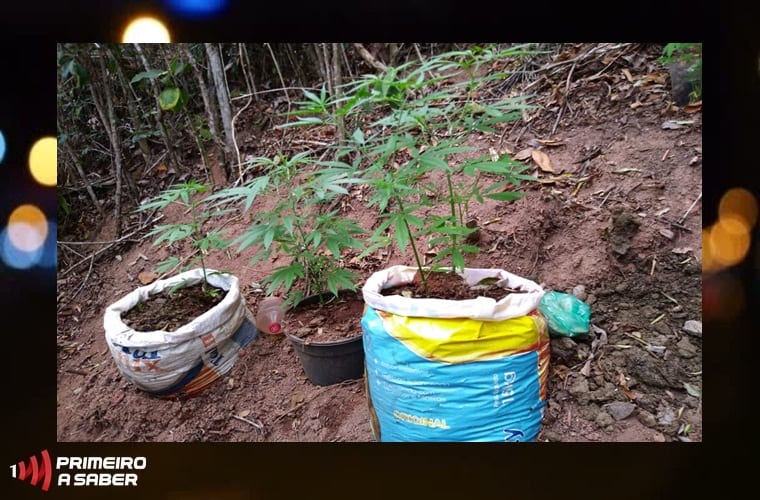 PÉS DE MACONHA SÃO APREENDIDOS EM TEIXEIRAS