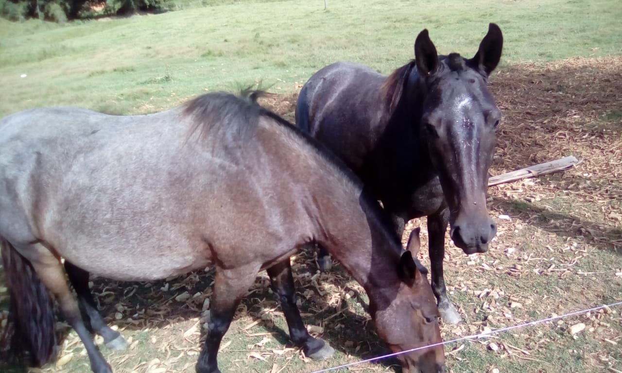 ÉGUAS SÃO ROUBADAS EM CANAÃ