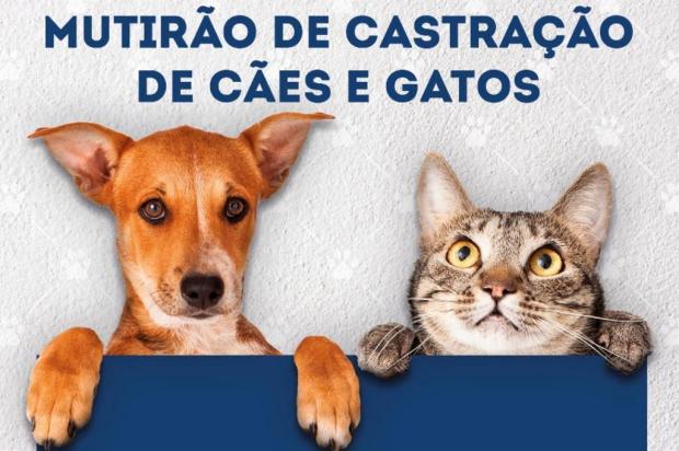 SERÁ REALIZADO MUTIRÃO DE CASTRAÇÃO DE ANIMAIS EM TEIXEIRAS