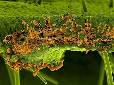 UFV integra consórcio internacional que decifrou genoma do fungo causador da ferrugem asiática