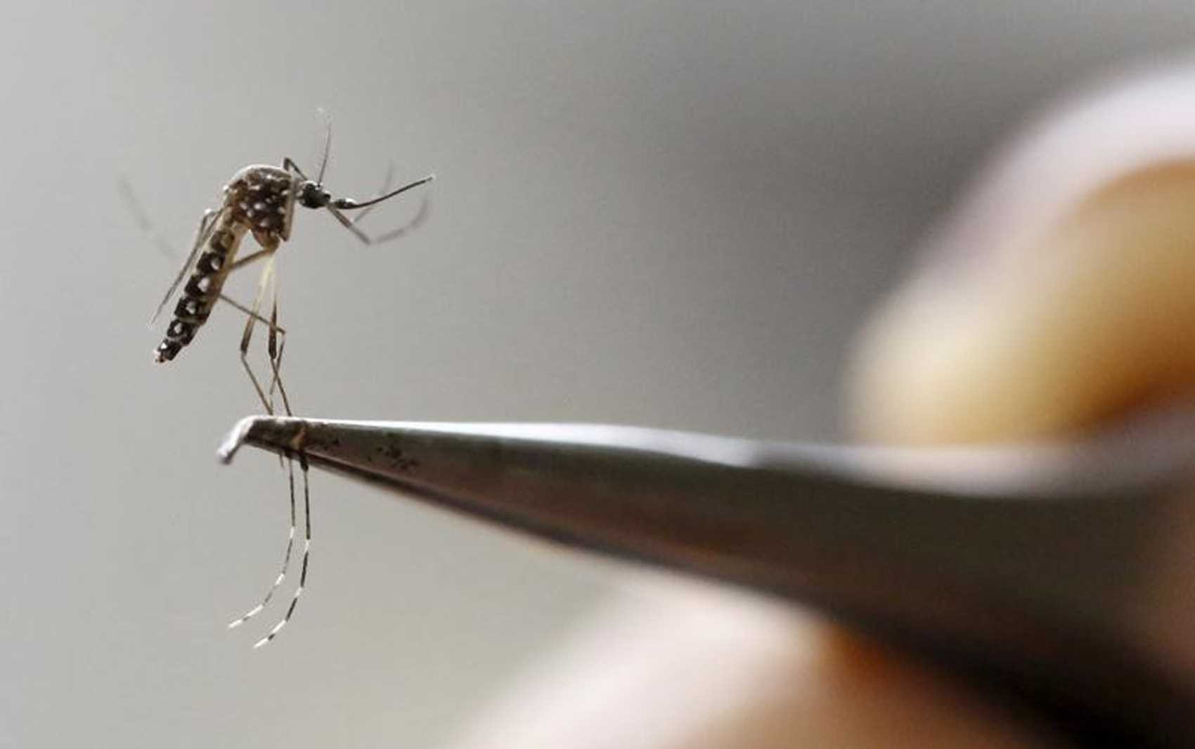 Secretaria de Saúde regulamenta vistoria de imóveis para ações de combate ao mosquito da Dengue