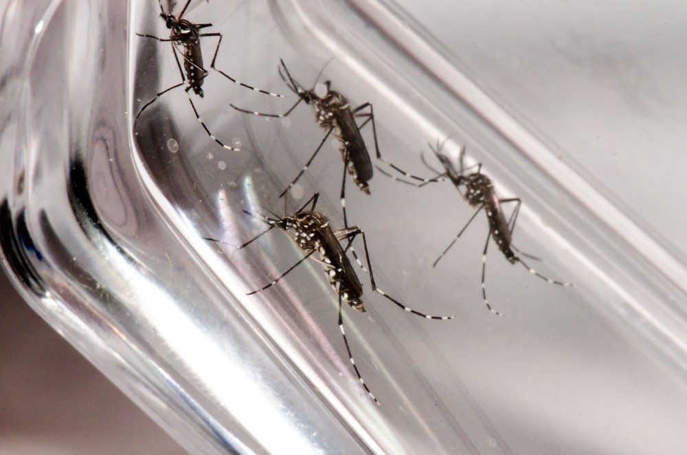 Viçosa teve uma incidência de 704 casos de dengue prováveis nesse ano