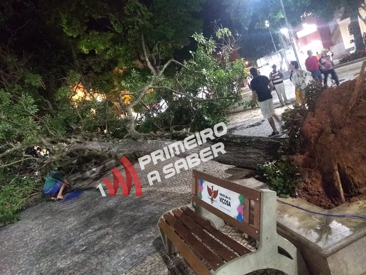 Árvore cai na Praça Silviano Brandão e trânsito fica interditado no fim de semana
