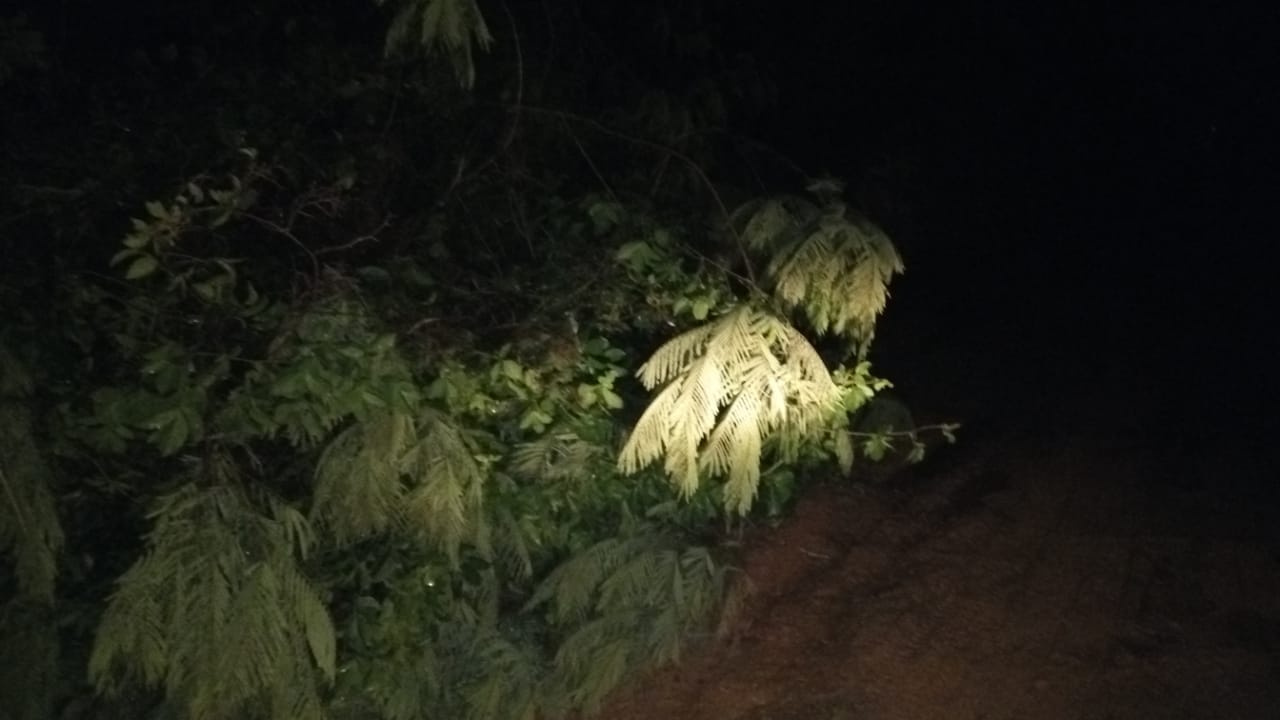 Árvores e telhas caem com a chuva em Guiricema nessa sexta (15)