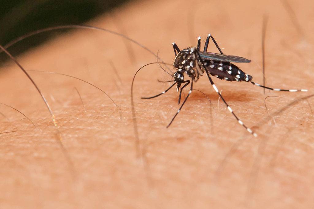 Viçosa está sem notificações de dengue
