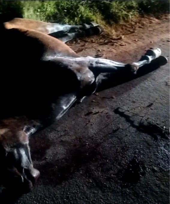 Motociclista morre após bater em cavalo na rodovia que liga a Ponte Nova