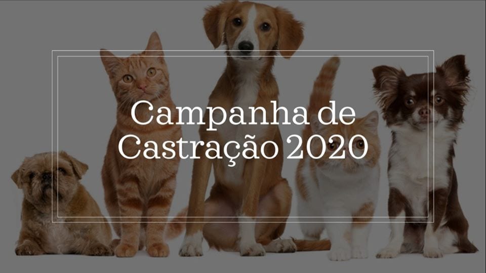 Prefeitura de Ervália divulga informações sobre Campanha de Castração 2020