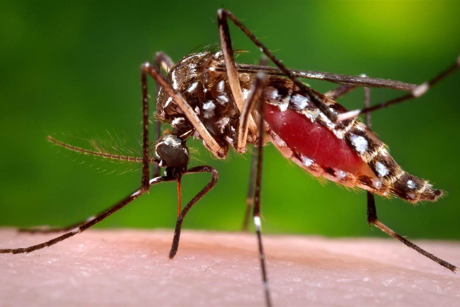 Dengue: índice de infestação é baixa em Viçosa