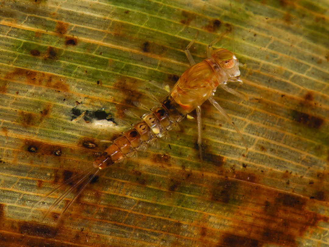 Pesquisador da UFV descreve nova espécie de ninfa de inseto