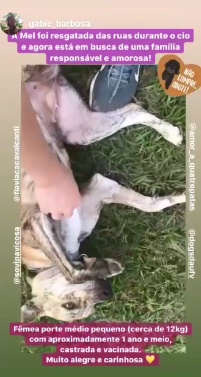 Cadelinha precisa de um lar