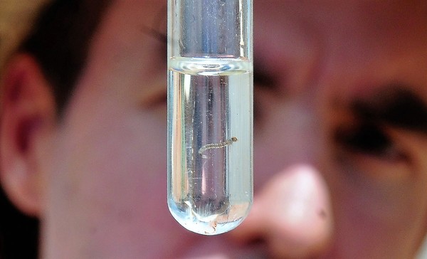 Estado registra mais de 130 casos prováveis de dengue em Visconde de Rio Branco; veja situação na Zona da Mata