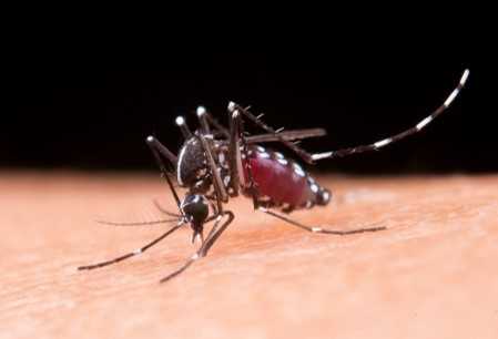 Proprietários de imóveis que tenham focos de dengue podem ser multados