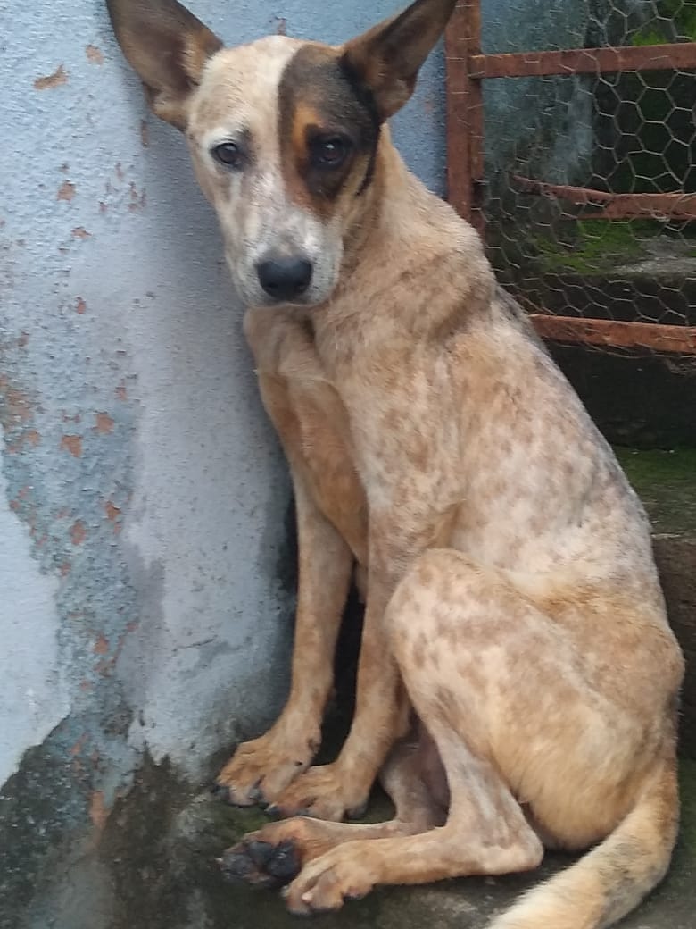 Cadelinha precisa de um lar