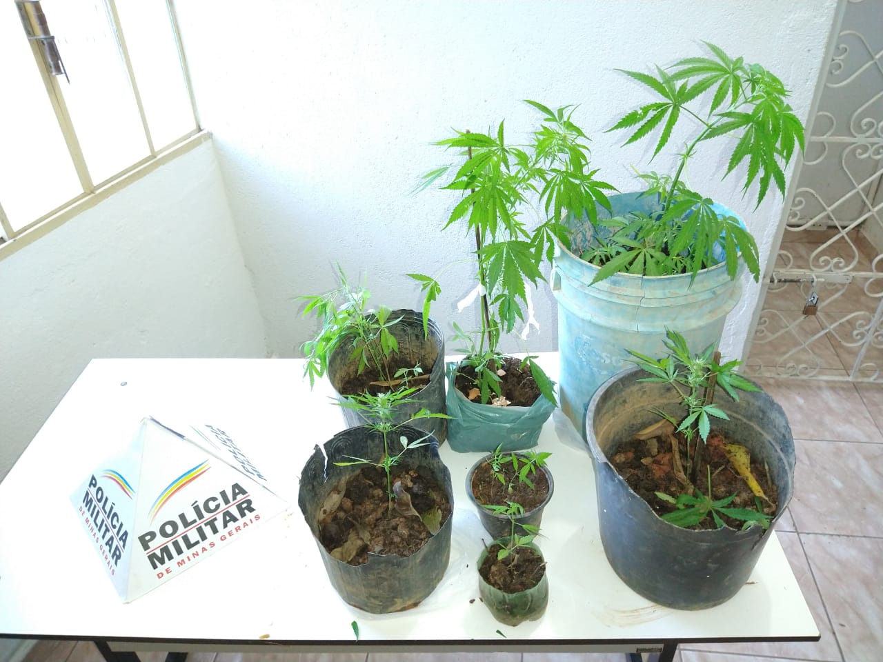 PM apreende pés de maconha em ilha fluvial do Rio Piranga em Porto Firme