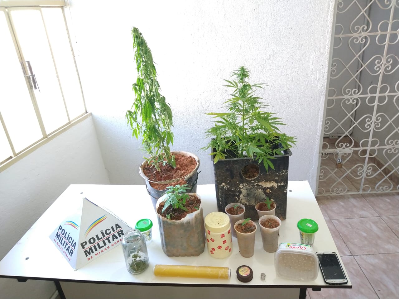 Homem é preso com pés de maconha em Porto Firme