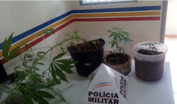 PM apreende pés de maconha dentro de casa desabitada em Pedra do Anta