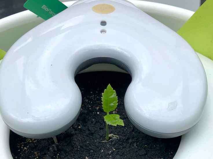Equipe de pesquisadores da UFV contribui para desenvolvimento de urnas ecológicas