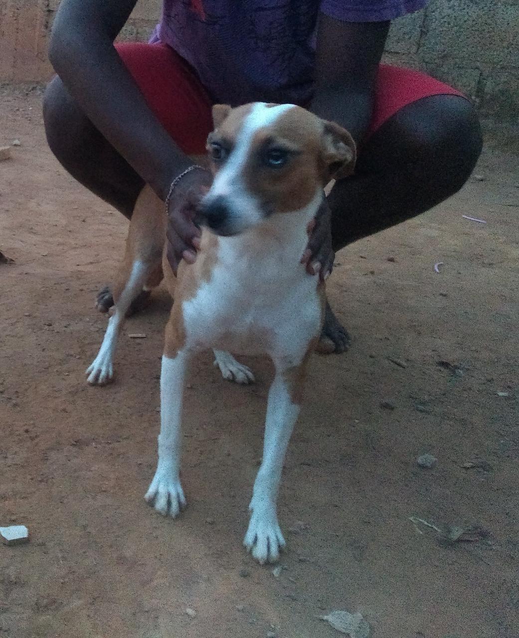 Cadelinha precisa de um lar