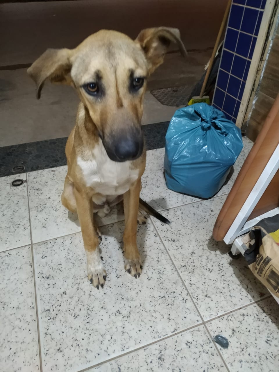 Cãozinho precisa de um lar