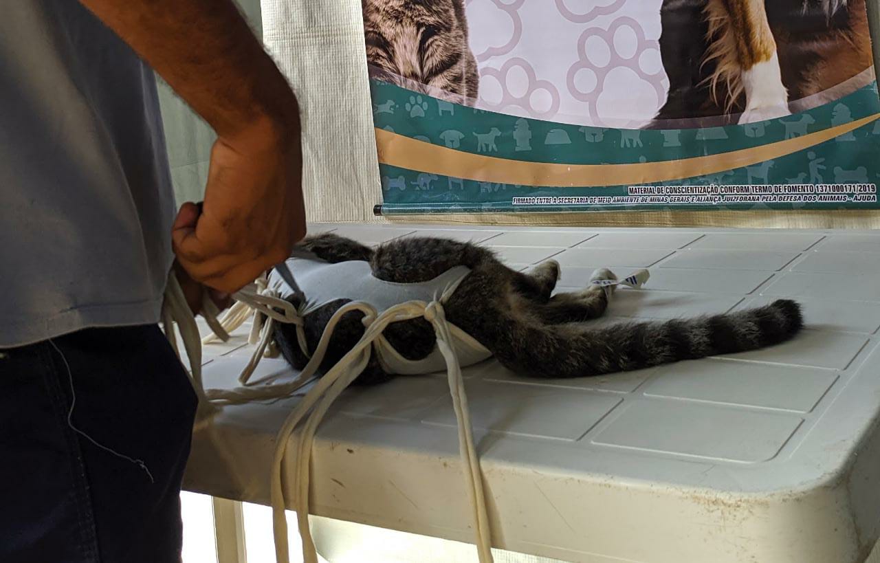 Prefeitura repassa recursos à Sovipa para realização de mil castrações