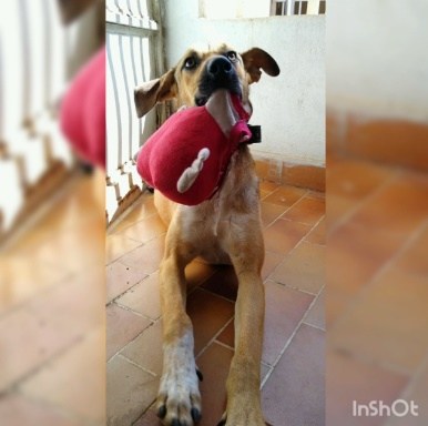 Cãozinho precisa de um lar