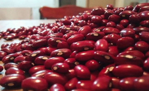 UFV participa de convênio que produz semente genética do feijão “ouro vermelho”