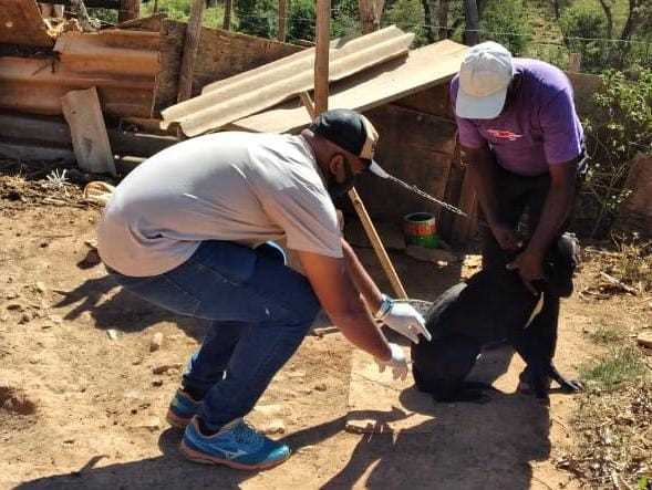 Sábado (05) tem campanha de Vacinação antirrábica em Viçosa