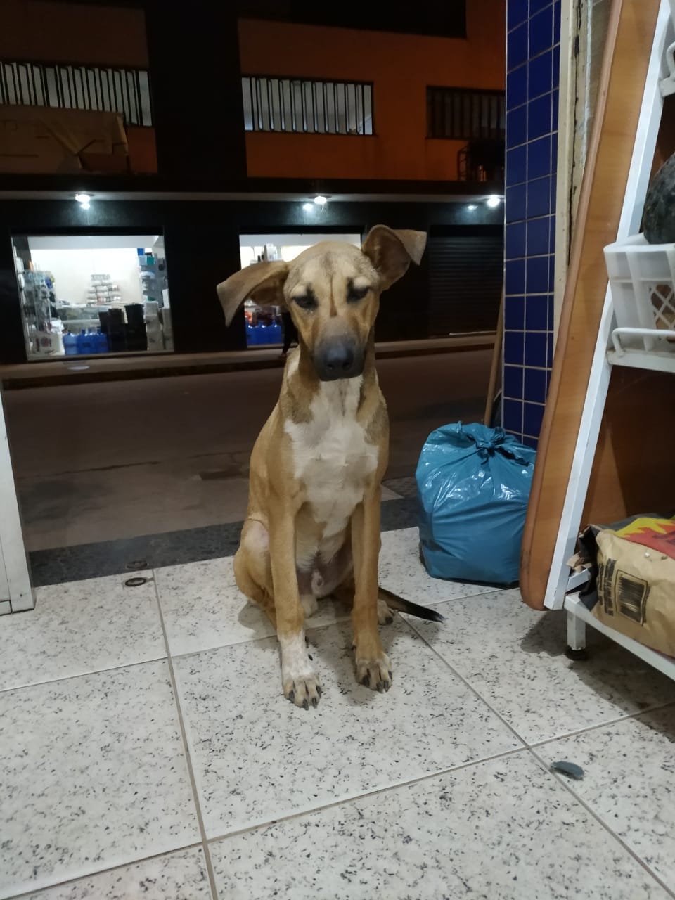Cãozinho precisa de um lar