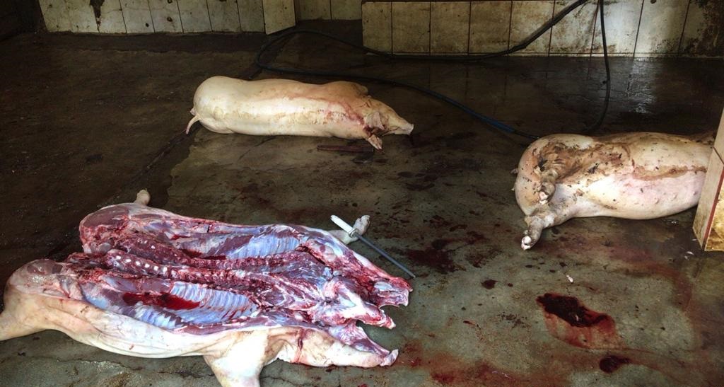 Abatedouro sem licença é autuado em R$83.511 por poluição em Canaã