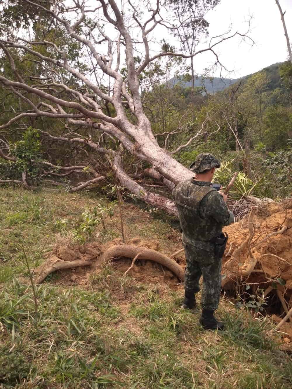 Operação fiscaliza áreas desmatadas de Mata Atlântica em 17 estados