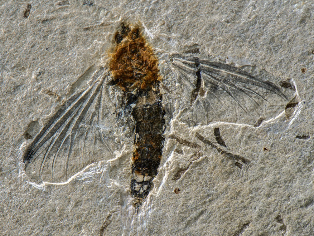 Professor da UFV participa da descrição de um fóssil raro de inseto aquático