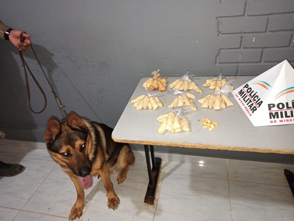 Com ajuda de cão farejador, PM apreende mais de 1.700 papelotes de cocaína em Muriaé