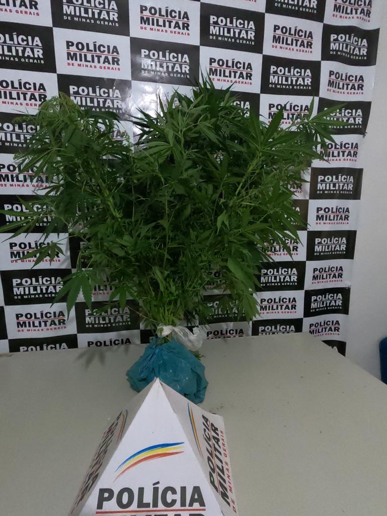 PM apreende plantação de maconha em Guaraciaba