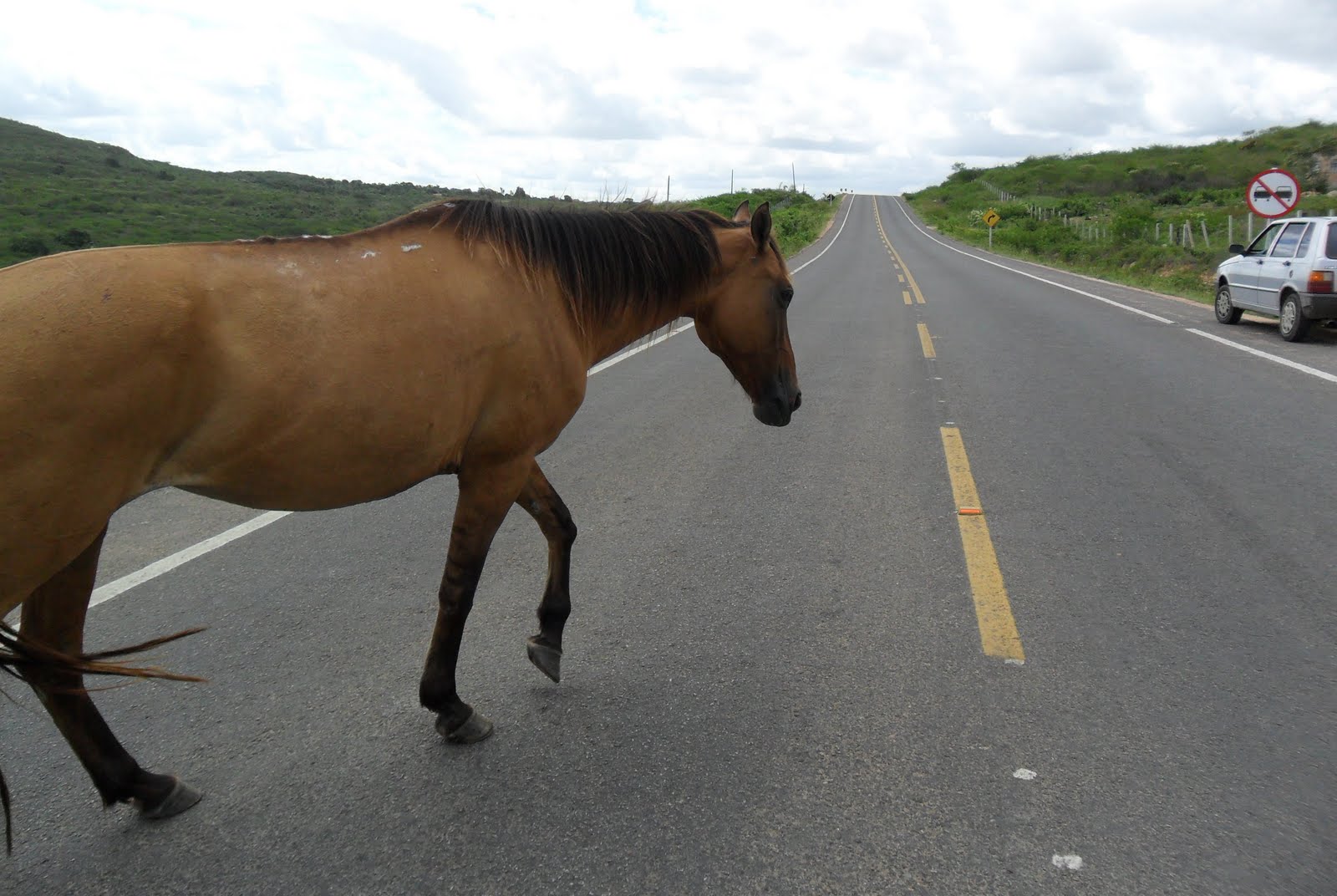 Policial militar sofre acidente após bater em cavalo na estrada que liga Coimbra a Viçosa