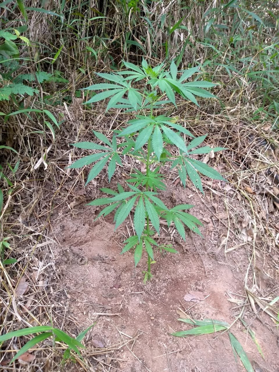 PM apreende pés de maconha plantados próximo a um córrego nas Posses em Viçosa