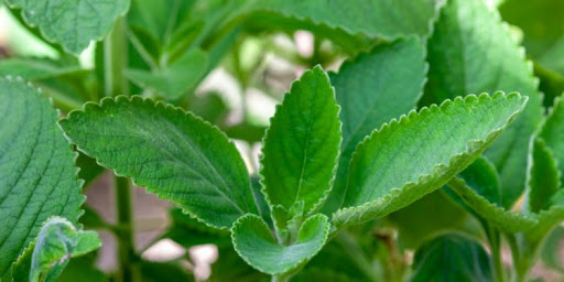 Abertas inscrições para Seminário Mineiro de Plantas Medicinais da UFV