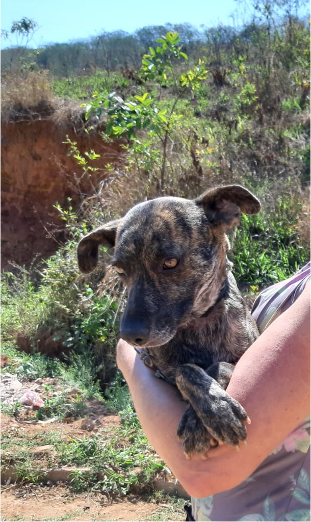 Cadelinha precisa de um lar