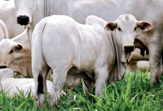 Homem entra em fazenda, mata novilho e furta a carne em Paula Cândido