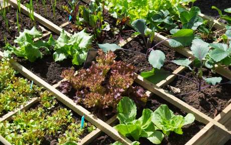 Senar divulga curso de Trabalhador Agrícola na Olericultura e Horta caseira em Viçosa