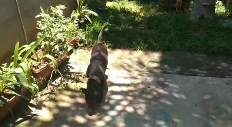 Cadelinha precisa de um lar